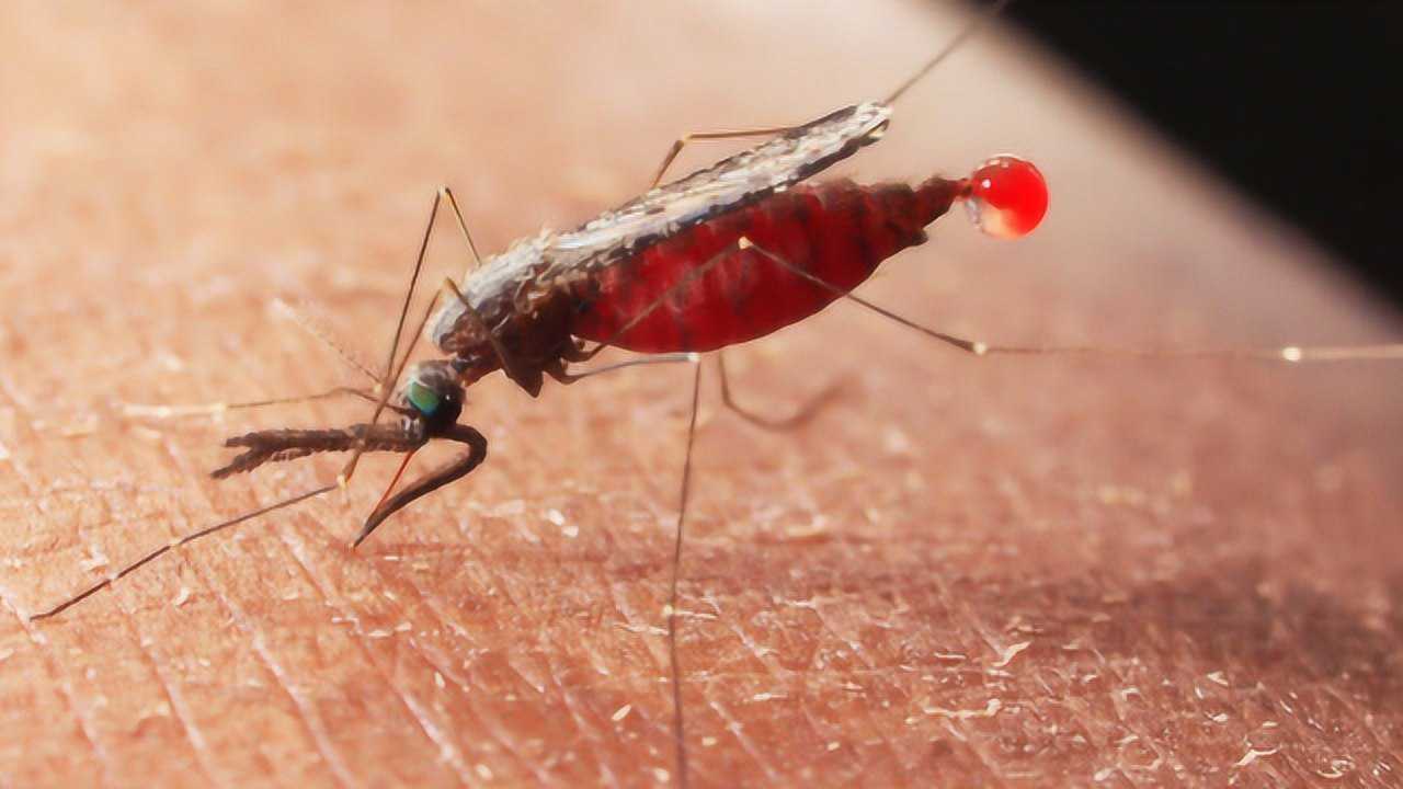 蚊子吸血时拍死后,嘴巴会留在肉里?显微镜放大300倍后场面太震撼!