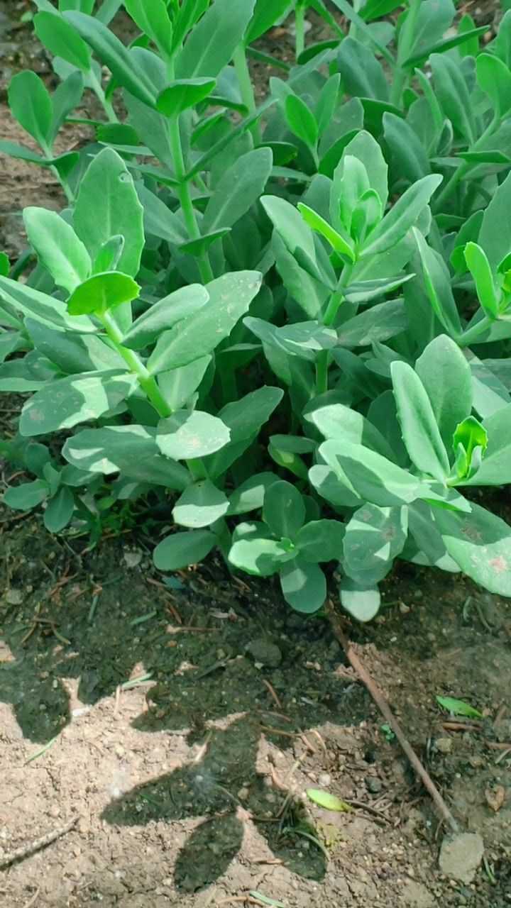 认识中草药长药景天