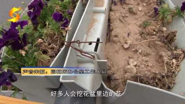 不文明行为曝光台 道路花箱美 “辣手摧花”不可为