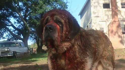 一条狗狗被蝙蝠咬伤，感染后成了恶犬，开始疯狂攻击人类