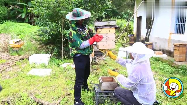 格子箱上处女王自然分蜂,跟师傅学收蜂,快速搞定