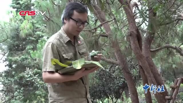 迎端午云南野生动物园给动物“定制”粽子大餐