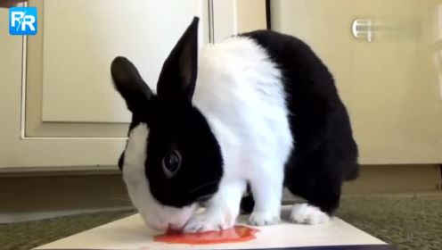 兔兔西瓜视频吃播 看着也想吃  兔兔吃瓜的声音太清脆了