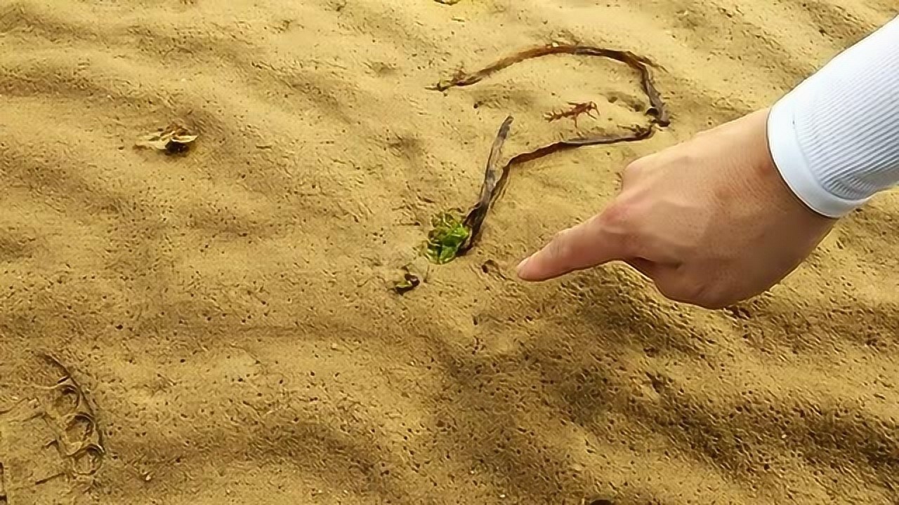 赶海:区分沙滩上的蛏子洞和蛤蜊洞,小哥只用一招就能搞定!