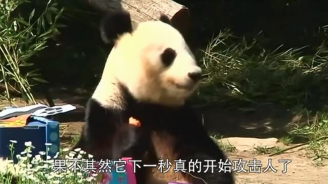 原来大熊猫的温顺都是装的?当看到它打人的画面,惨不忍睹!