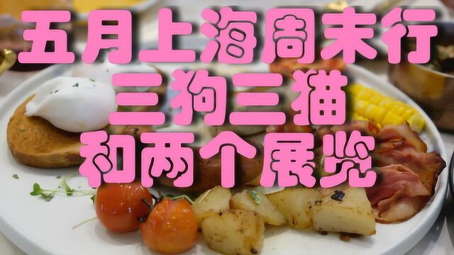 关的生活 五月Vlog 周末上海行 三猫三狗和两个展览