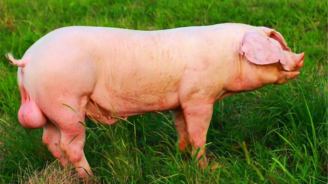 为什么有人说阉割过的公猪不能吃听听肉贩怎么说的吧