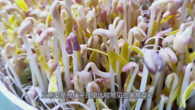 豆芽菜也有春天,在家发豆芽,记住这3点,次次成功零失败