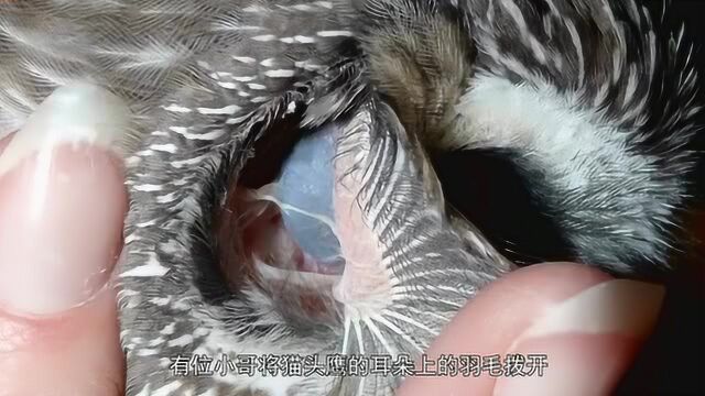 你知道猫头鹰为什么不会转眼珠吗?看了它的耳朵结构之后就明白了