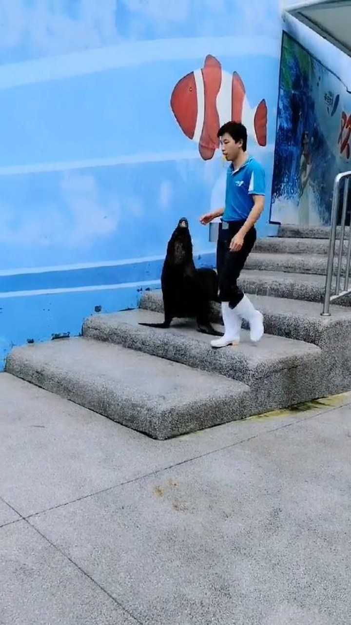 海狗表演,居然觉得海狗有点帅?