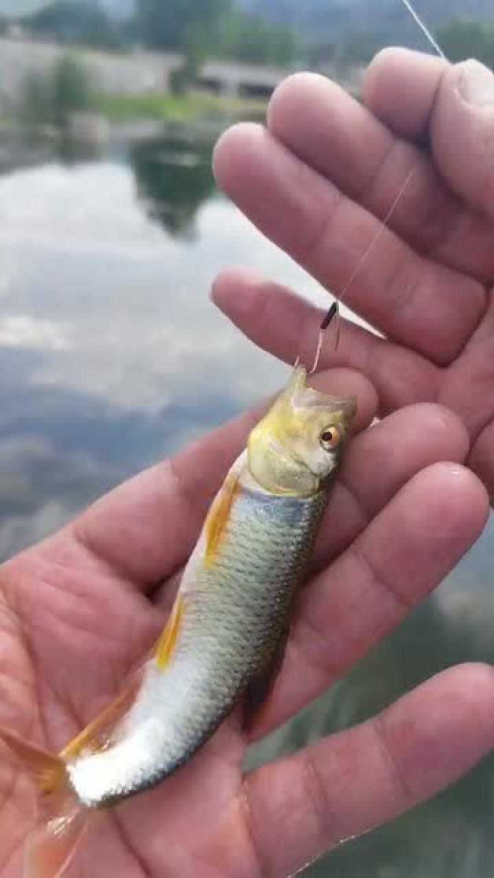 钓鱼瓜子亮片挑战321中鱼这马口真漂亮