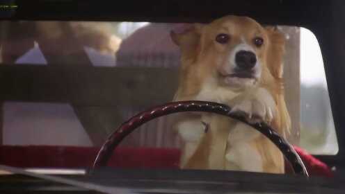 小狗为了寻找主人，着急的学会了开车，狗生真是开了挂了！