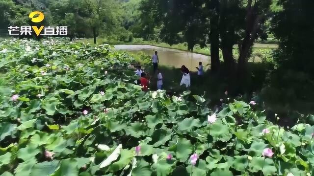 小小的荷花鱼一年能“产”60万元?这个养殖技术全村都在学