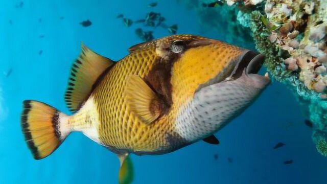 身穿盔甲的泰坦鱼!用刀切都切不开