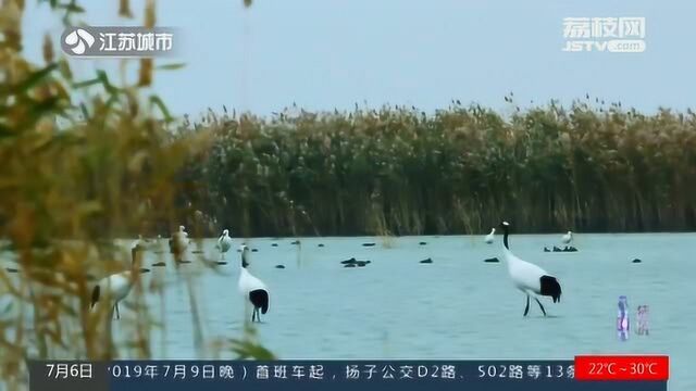 盐城黄海湿地申遗成功!你知道它究竟有多美吗?