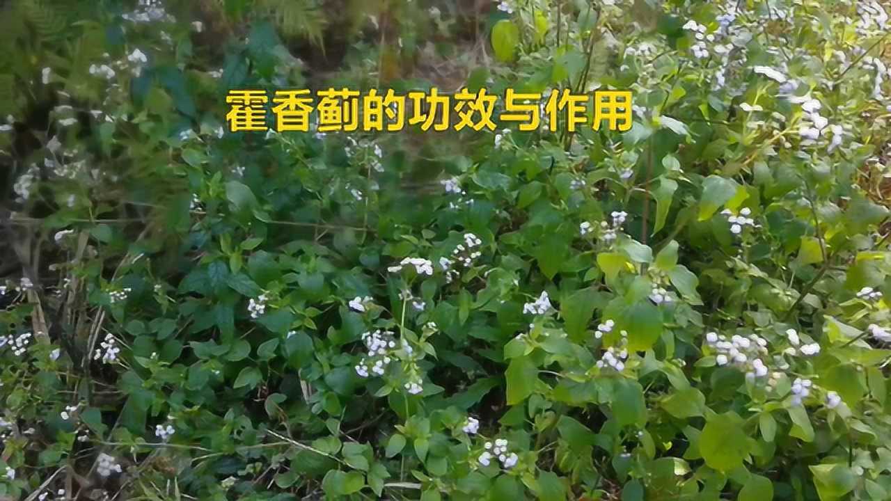 藿香蓟的功效图片