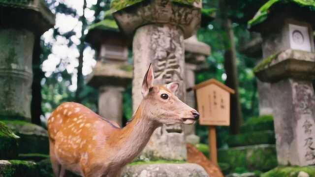 痛心!日本奈良鹿接连死亡,解剖后发现胃里塑料袋拧成硬块