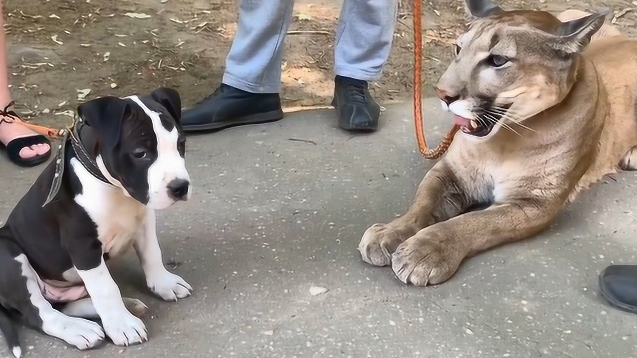 当美洲狮遇到恶犬会发生什么美洲狮123木头人谁动谁王八