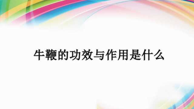 牛鞭的功效与作用是什么?