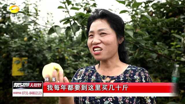 永州新田,翠冠梨获丰收