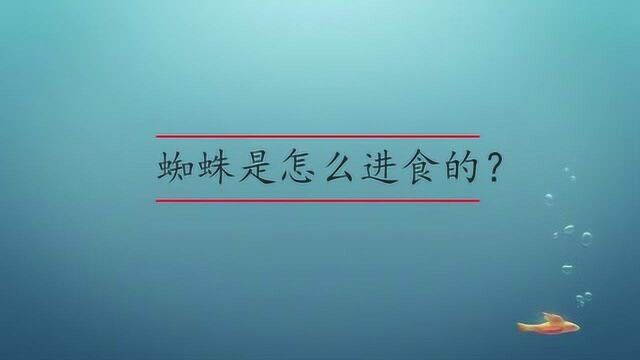 蜘蛛是怎么进食的?