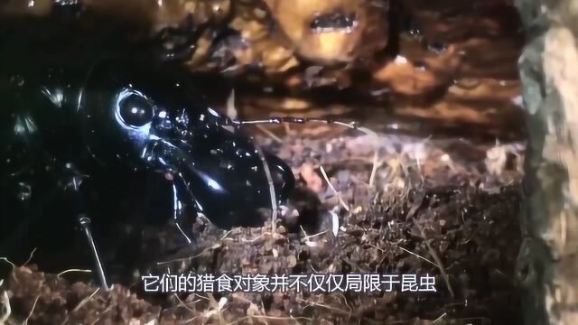 非洲大陆最残暴的昆虫大王虎甲, 不仅捕食昆虫, 还能够咬死老鼠和蜥蜴