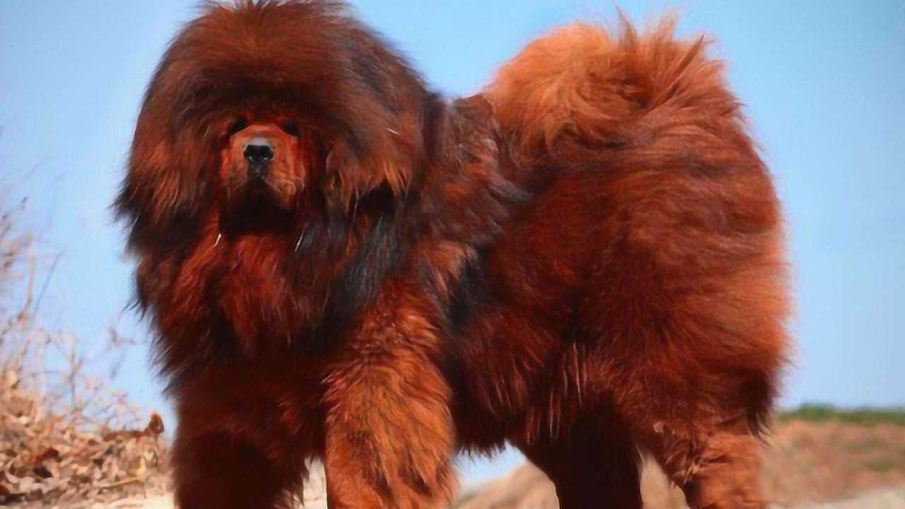 世界上最大的藏獒重两百多斤站起来比人还高见到都不淡定了