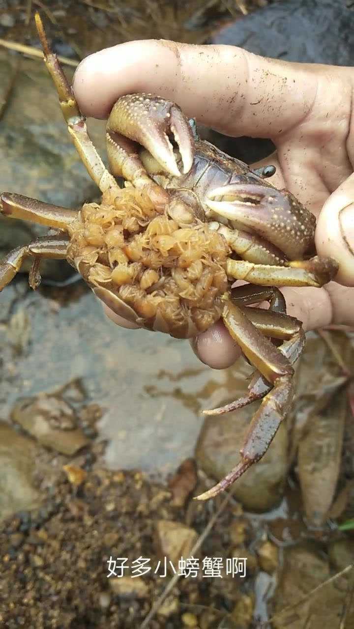 河里抓到一只怀孕的螃蟹,抓到这该怎么做?