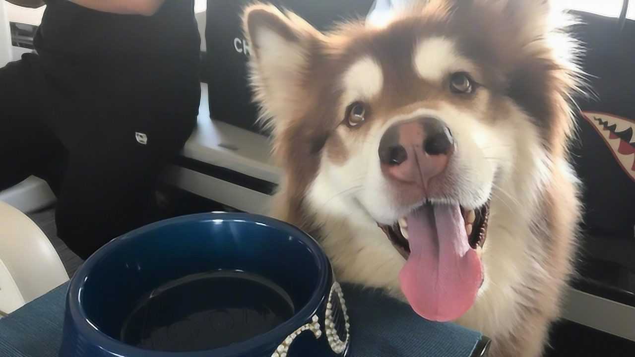 王思聪:我50万买电视,秦奋:我300万买狗,向佐轻蔑一笑!