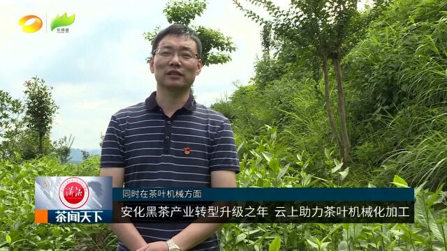 湖南安化:茶产业转型升级之年 云上茶业助力茶叶机械化加工