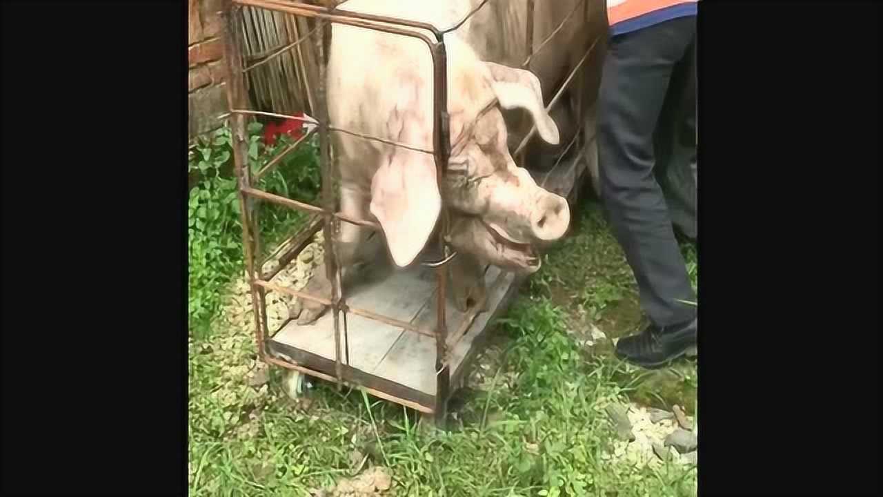 这真是猪叫声，叫得如此真实，心都碎了！_高清