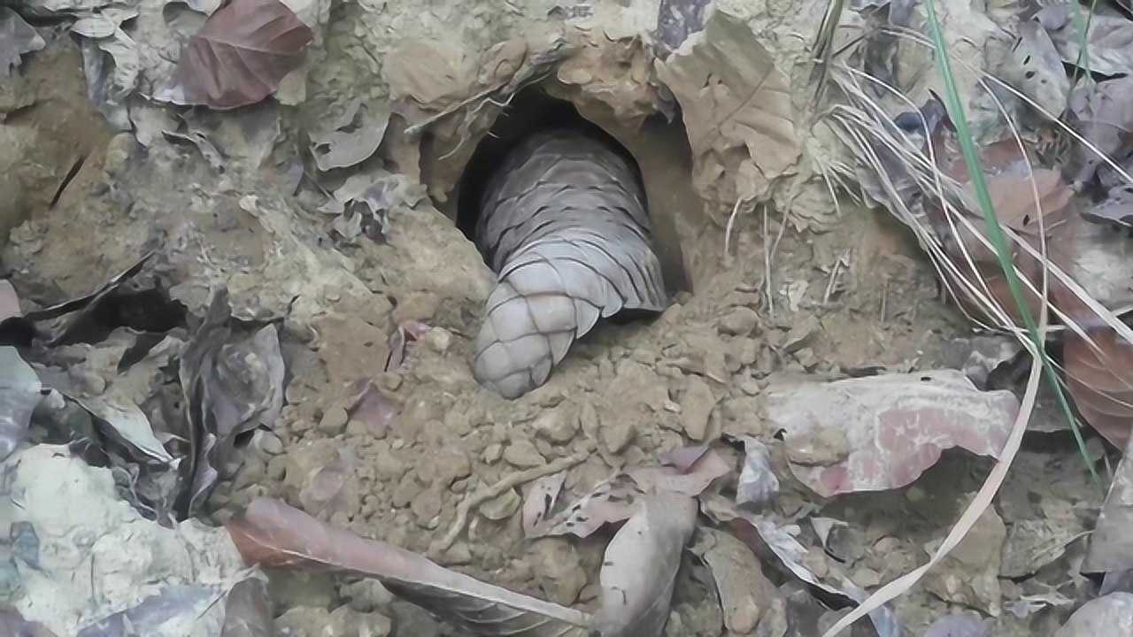 穿山甲的挖洞速度真不是吹得,堪比挖掘机,是人工的十倍不止