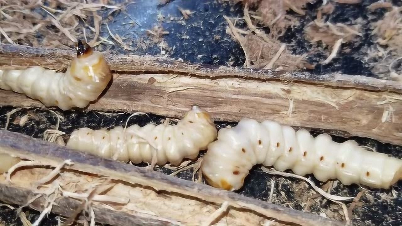 150买的10只虫斗米虫,堪称最贵的虫子,市价是12000元