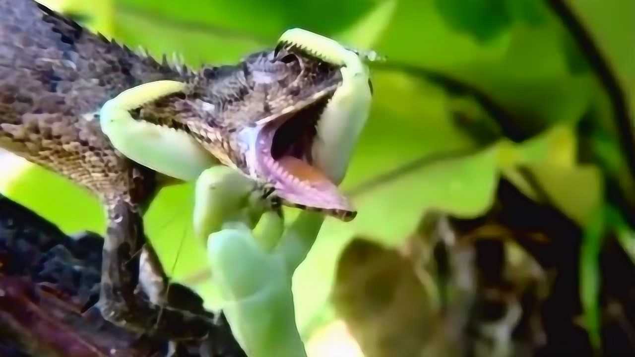 螳螂大战变色龙,真不敢相信螳螂的牙齿竟能咬破这么厚的皮!