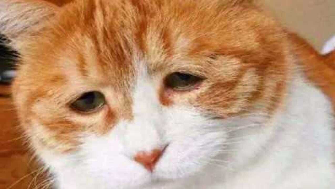 日本小丧猫火遍全网,网友直呼太可爱,看着委屈巴巴的表情