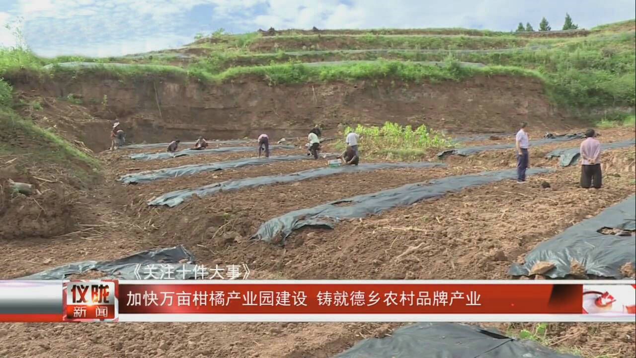 南充仪陇:加快万亩柑橘产业园建设铸就德乡农村品牌产业腾讯视频