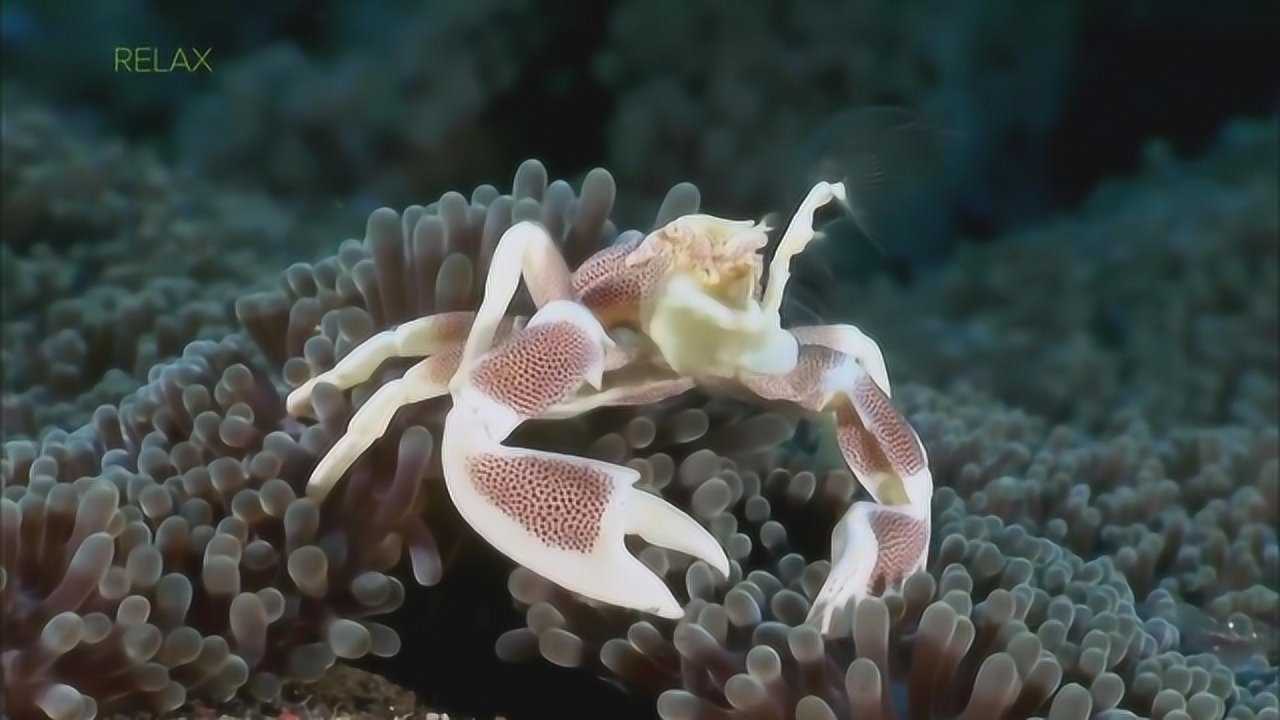 窥探千奇百怪的甲壳类海洋生物的秘密世界