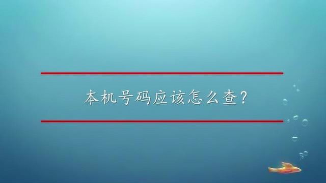 本机号码应该怎么查?