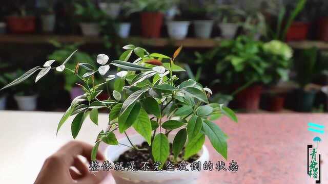 抓住秋季,给月季“睡一觉”,促进侧芽快速吐出