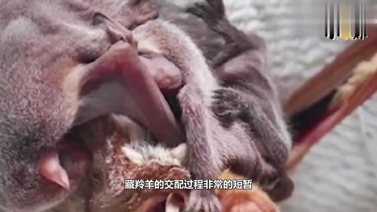 世界上交配时间最长动物！第一次见这样的方式，简直太新奇了_高清
