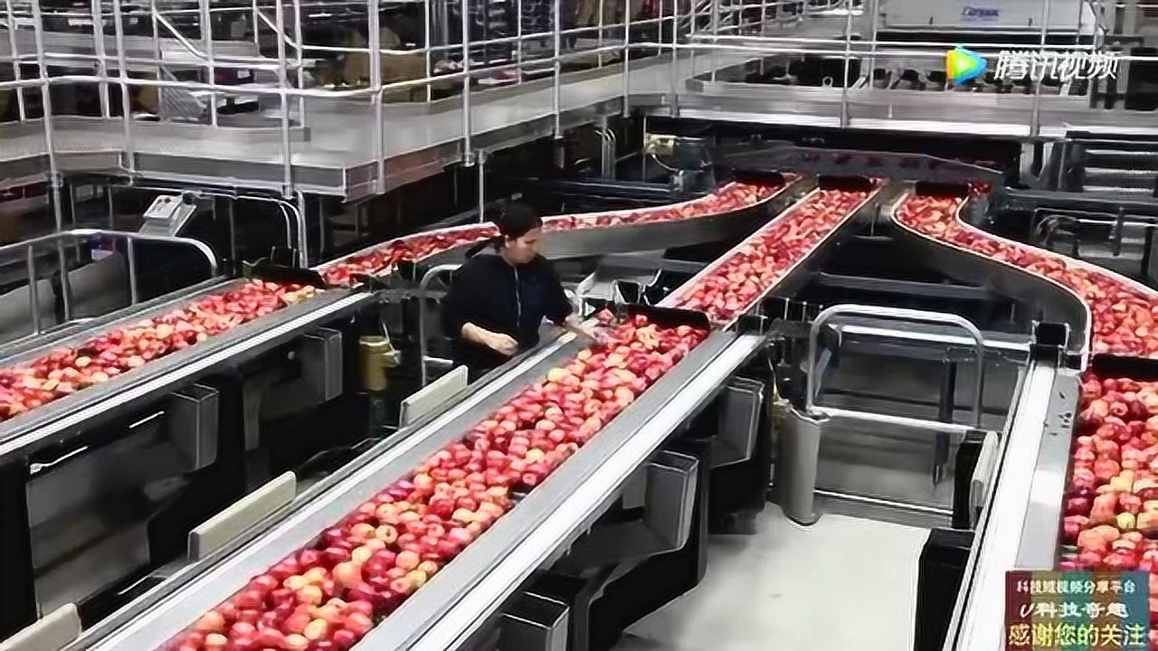 苹果采摘及自动化清洗包装流水线整个过程几个人就搞定