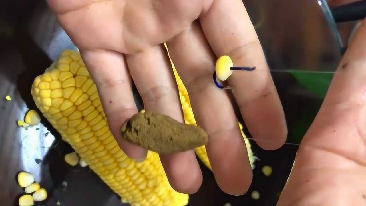钓鱼技巧,素饵挂钩玉米,如何增加雾化呢