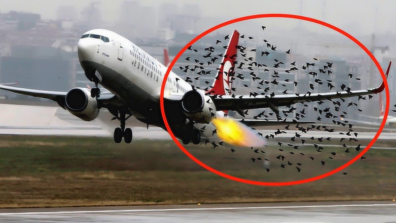 一只鸟撞上正在飞行的飞机后果有多严重你知道吗