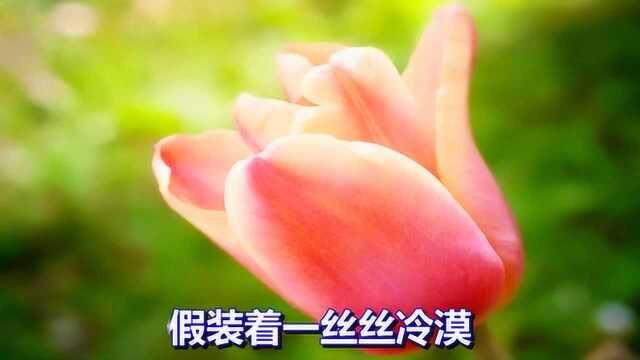 一首非常好听的情歌《花开半朵》