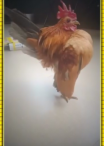 趾高气扬的小公鸡,走路的时候,也要抬头挺胸