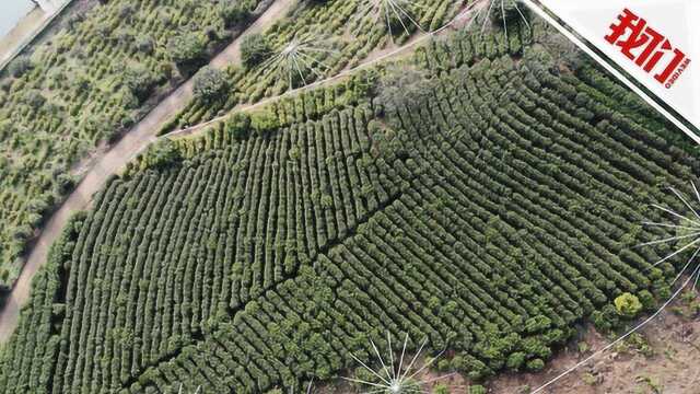 热点丨疫情下的宁波春茶生产:采茶期提前难招工 茶质好看好销售