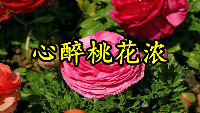 情歌MV:《心醉桃花浓》伊人常使人相记,漫延相思不消溶