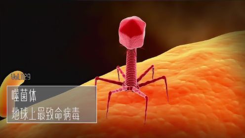 噬菌体，地球上最致命的病毒！