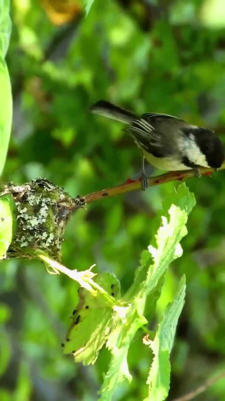 世界上最小的鸟类是蜂鸟,蜂鸟幼崽堪称袖珍!
