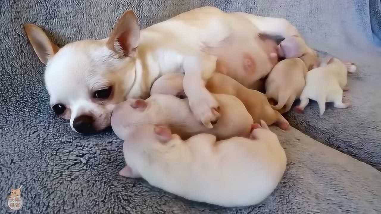 狗妈妈生了一窝小宝宝,这是生了几只?太可爱啦
